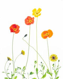 Cheerful Poppies and Daisies by Chuanxu Ren