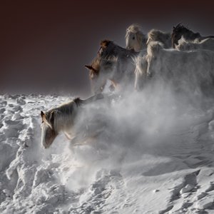 Galloping Snow Horses by Chuanxu Ren