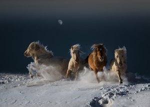 Galloping Snow Horses