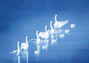 Graceful Swans Blue Waters by Chuanxu Ren