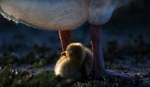 Mother Duckling Warmth by Chuanxu Ren