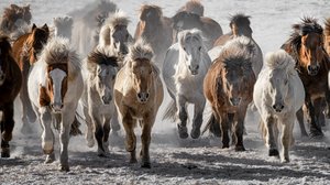 Wild Horses Charge by Chuanxu Ren