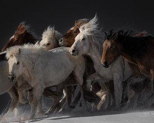 Wild Horses Running