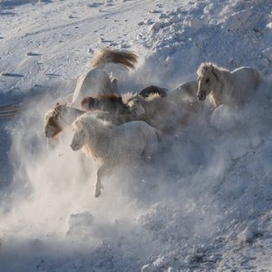 Wild Horses Running Snow by Chuanxu Ren