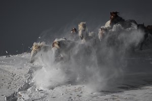 Wild Horses Running Snow