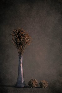 Dried Botanical Still Life by Cicek Kiral