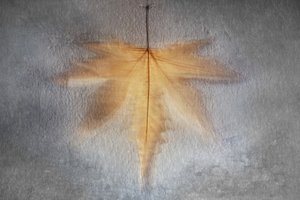 Glowing Autumn Leaf by Cicek Kiral