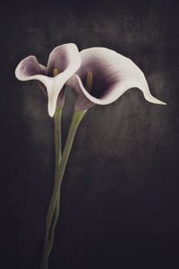 Moody Calla Lilies by Cicek Kiral