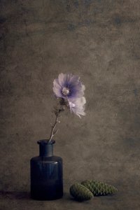 Quiet Botanical Still Life by Cicek Kiral