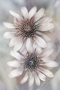 Soft Dreamy Coneflowers by Cicek Kiral