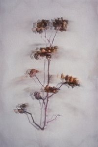 Soft Dried Botanicals by Cicek Kiral