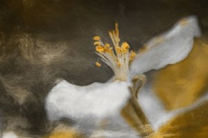 The Blossom by Cicek Kiral