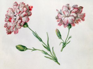 Carnations by Claude Aubriet