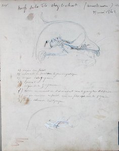 Nervous system in the head of a cat, May 1842 by Claude Bernard