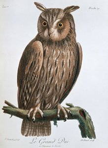 Le Grand Duc, Eagle-Owl by Claude Fessard