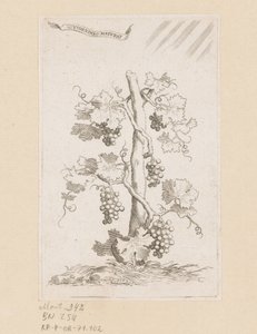 Grapevine by Claude Mellan