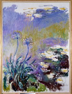 The Agapanthus