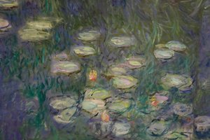 Water Lilies
