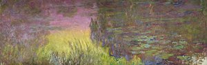 Waterlilies at Sunset