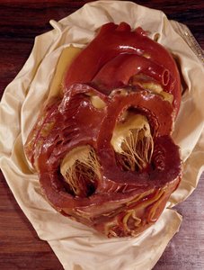 Model of a Heart by Clemente Susini