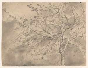 Study of an Elm by Coba Steenhoff