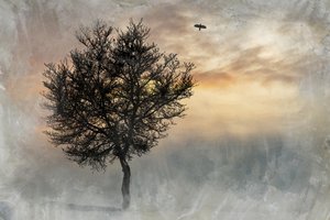 Dramatic Lone Tree by Codruta Georgescu