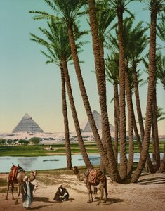 Palm Trees, Bedouins and Pyramids, Cairo, Egypt