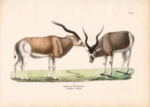 Addax Antelope in Winter Coat