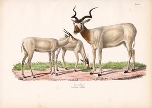 Addax Antelope with Young