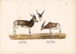 Addax and Bontebok Antelopes
