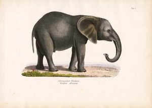 African Elephant