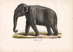 Asian Elephant