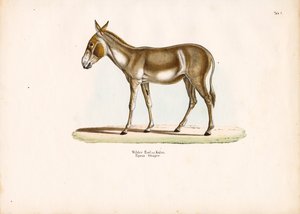 Asian Wild Ass or Kulan