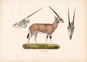 Beisa Oryx with Skull Views