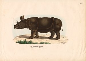 Black Rhinoceros by Conrad Kull
