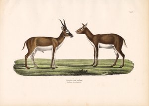 Blackbuck Antelopes
