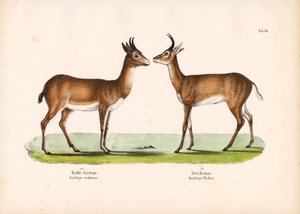 Bohor Reedbuck and Common Reedbuck