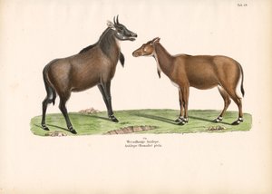 Bontebok or Blesbok