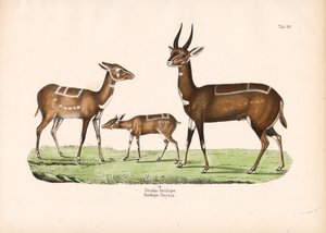 Bushbuck with Young
