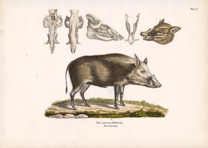 Bushpig with Skull Views
