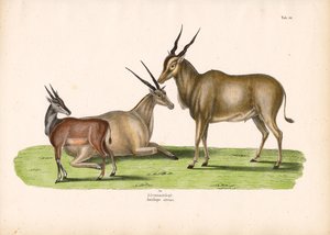 Common Eland