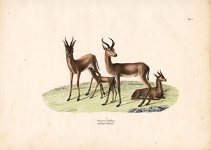 Common Gazelle in Family Group
