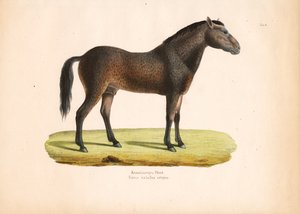 Curly-Haired Horse