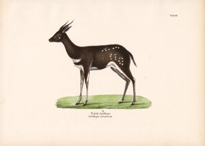 Forest Antelope