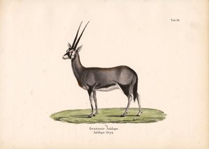 Gemsbok or South African Oryx