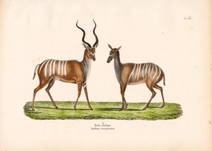Greater Kudu in Male and Female Form