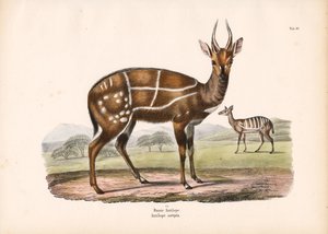 Harnessed Antelope with Young
