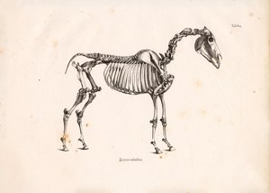 Horse Skeleton by Conrad Kull