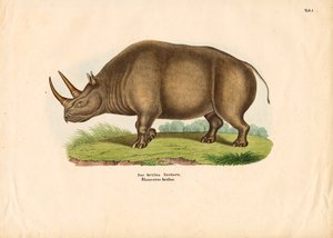 Indian Rhinoceros by Conrad Kull