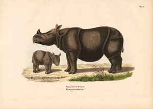 Javan Rhinoceros with Calf